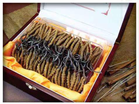 天峻冬虫夏草回收